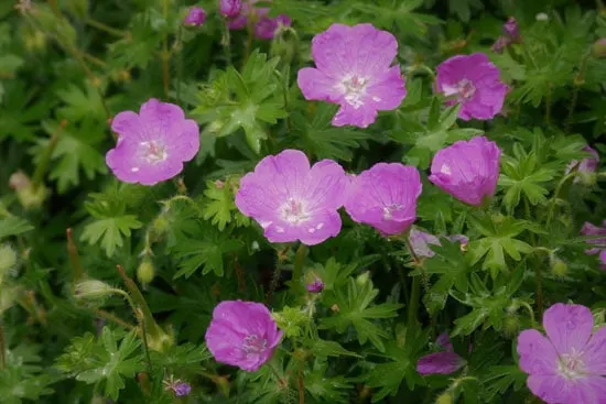 Wind Tolerant Flowers for Home Geranium