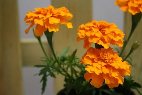 Wind Tolerant Flowers for Home Marigold