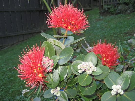 Wind Tolerant Flowers for Home New Zealand Christmas Bush