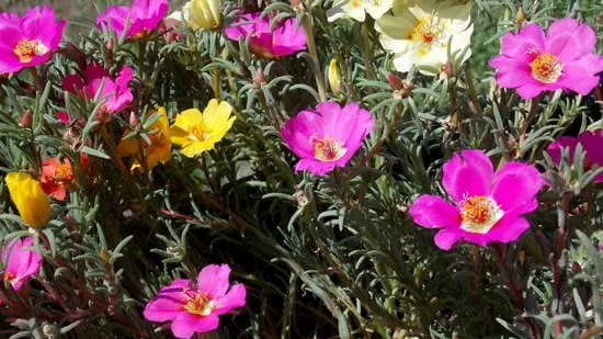 Wind Tolerant Flowers for Home Portulaca
