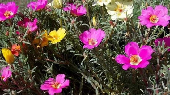 Wind Tolerant Flowers for Home Portulaca Wind Tolerant Flowers for Home Portulaca