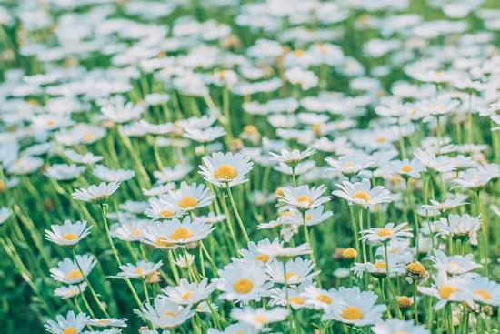 Wind Tolerant Flowers for Home Shasta Daisy