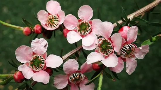 Wind Tolerant Flowers for Home Tea Tree Wind Tolerant Flowers for Home Tea Tree