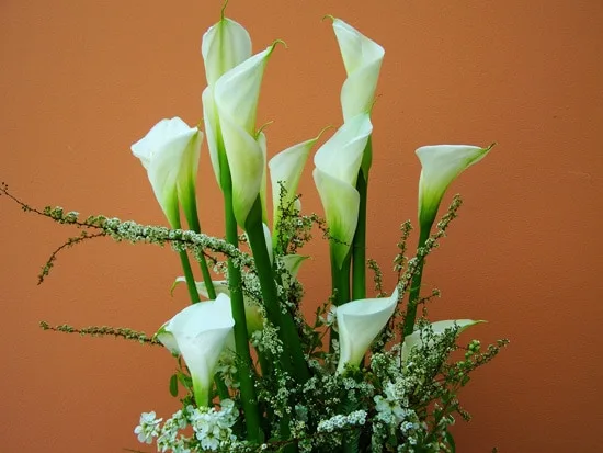 Best Bulbs For Containers Calla Lilies Best Bulbs For Containers Calla Lilies