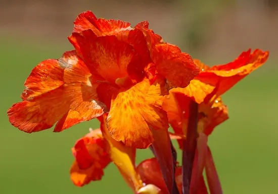 Best Bulbs For Containers Cannas