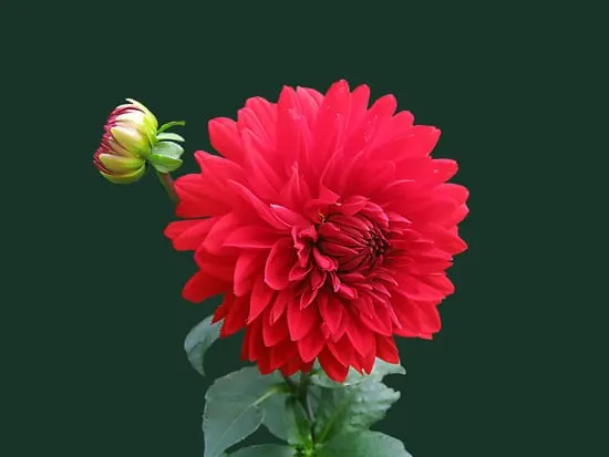Best Bulbs For Containers Dahlia