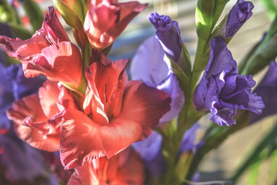 Best Bulbs For Containers Gladiolas