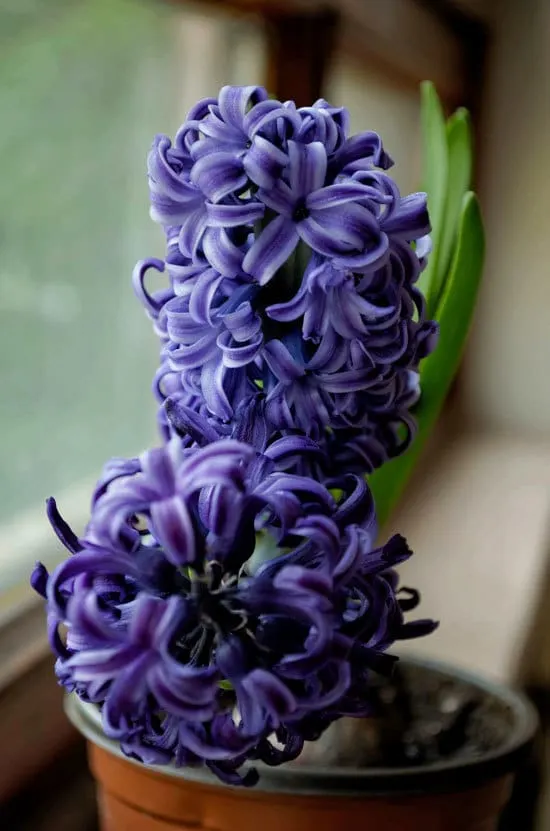 Best Bulbs For Containers Hyacinth