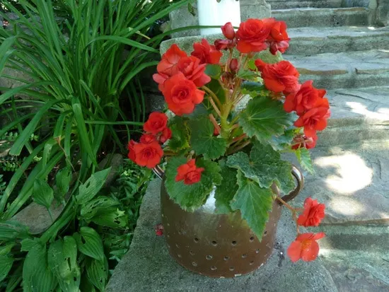 Best Bulbs For Containers Tuberous Begonias Best Bulbs For Containers Tuberous Begonias