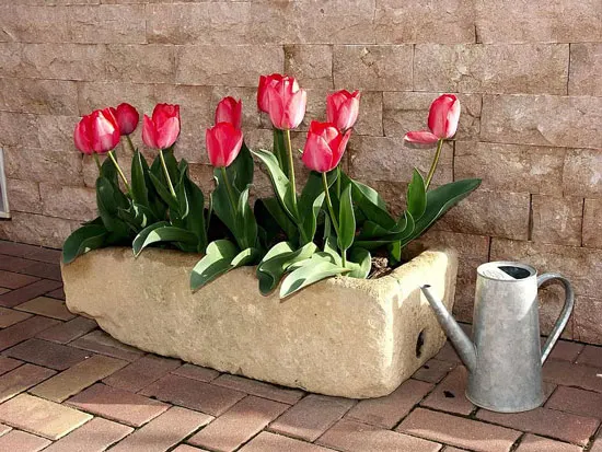 Best Bulbs For Containers Tulips Best Bulbs For Containers Tulips