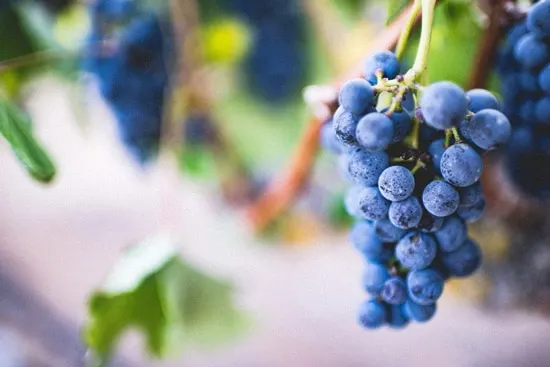 Best Fruit Trees To Grow In Containers Blueberry Best Fruit Trees To Grow In Containers Blueberry