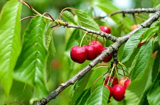 Best Fruit Trees To Grow In Containers Cherry