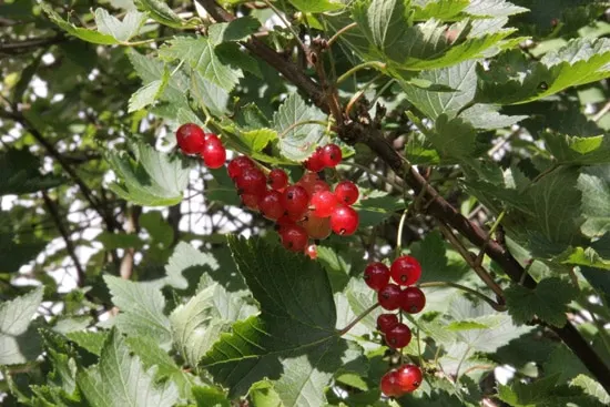 Best Fruit Trees To Grow In Containers Currant