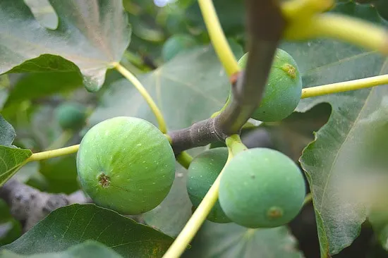 Best Fruit Trees To Grow In Containers Fig