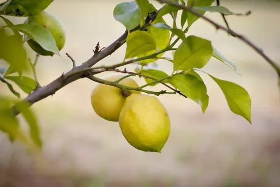 Best Fruit Trees To Grow In Containers Lemons