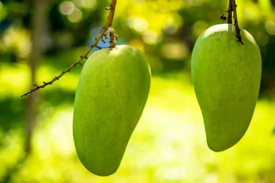 Best Fruit Trees To Grow In Containers Mango Best Fruit Trees To Grow In Containers Mango