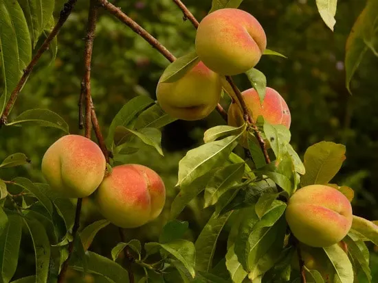 Best Fruit Trees To Grow In Containers Peach Nectarine Apricot