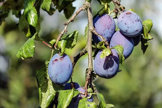 Best Fruit Trees To Grow In Containers Plum