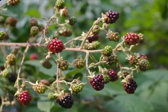Best Fruit Trees To Grow In Containers Raspberry and Blackberry