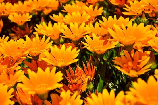 Best Trailing Annual Flowers African Daisy Osteospermum Best Trailing Annual Flowers African Daisy Osteospermum