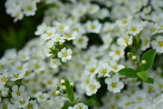 Best Trailing Annual Flowers Alyssums Best Trailing Annual Flowers Alyssums