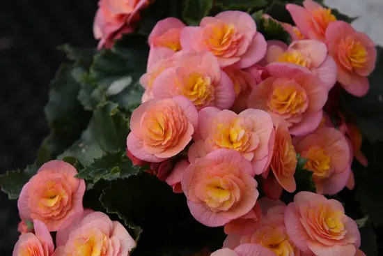 Best Trailing Annual Flowers Begonia Trailing