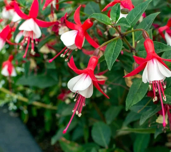 Best Trailing Annual Flowers Fuchsia