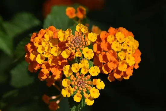 Best Trailing Annual Flowers Lantana Lantana Camara