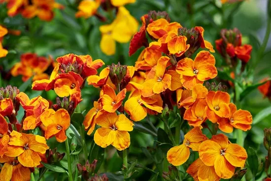 Best Trailing Annual Flowers Lobelia Lobelia Erinus Best Trailing Annual Flowers Lobelia Lobelia Erinus