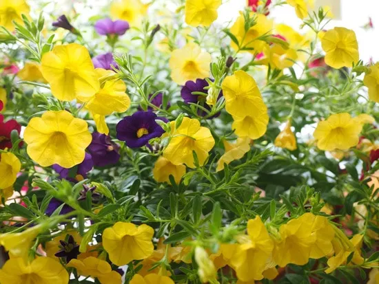 Best Trailing Annual Flowers Million Bells Calibrachoa Best Trailing Annual Flowers Million Bells Calibrachoa