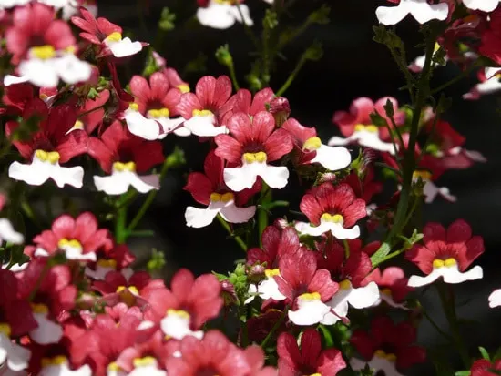 Best Trailing Annual Flowers Nemesia