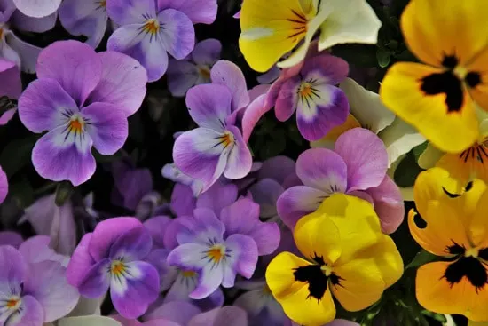 Best Trailing Annual Flowers Pansy Best Trailing Annual Flowers Pansy