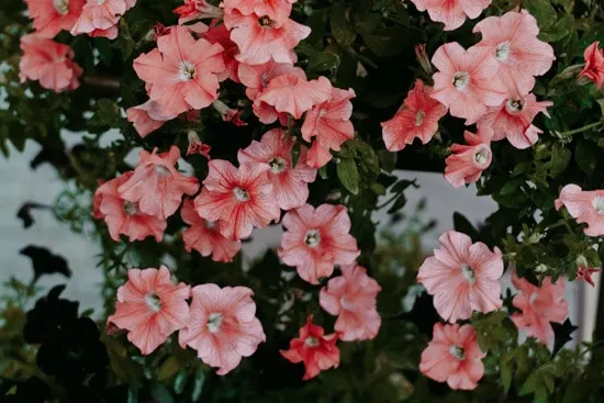 Best Trailing Annual Flowers Petunia Best Trailing Annual Flowers Petunia