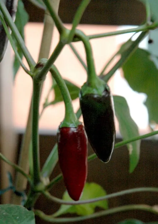 Black Vegetables For Your Garden Black Hungarian Pepper