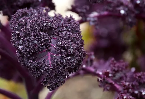 Black Vegetables For Your Garden Black Magic Kale Black Vegetables For Your Garden Black Magic Kale