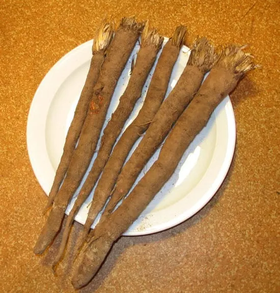 Black Vegetables For Your Garden Black Salsify root Black Vegetables For Your Garden Black Salsify root