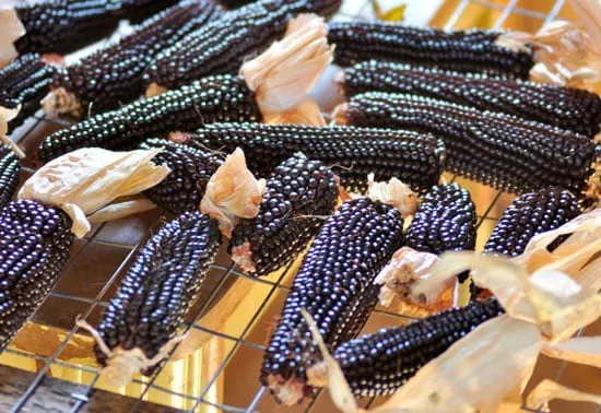 Black Vegetables For Your Garden Dakota Black Corn