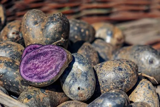 Black Vegetables For Your Garden Purple Potato Black Vegetables For Your Garden Purple Potato