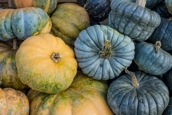 Black Vegetables For Your Garden Thai Kang Kob Pumpkin Black Vegetables For Your Garden Thai Kang Kob Pumpkin