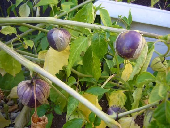 Black Vegetables For Your Garden Tiny Coban Tomatillo Black Vegetables For Your Garden Tiny Coban Tomatillo