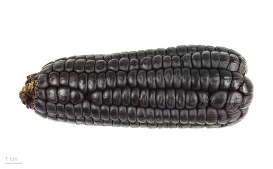 Black Vegetables For Your Garden Zea Mays “Maiz Morado” Black Corn Purple Corn Black Vegetables For Your Garden Zea Mays “Maiz Morado” Black Corn Purple Corn