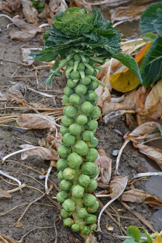 Cruciferous Vegetables Brussel sprouts Cruciferous Vegetables Brussel sprouts