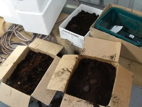 Ground coffee in boxes - Are Coffee Grounds Good For Roses