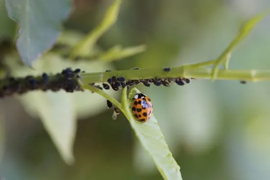 How to Get Rid of Tiny Yellow Bugs Aphids 2 How to Get Rid of Tiny Yellow Bugs Aphids 2