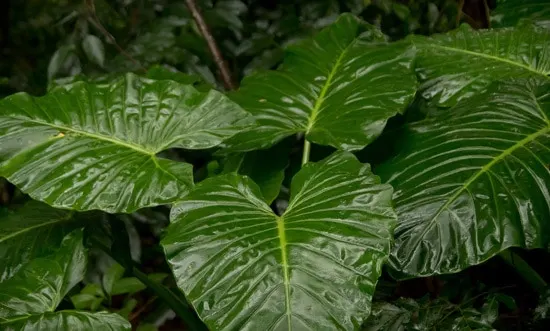 Manageable and Colorful Houseplants Alocasia