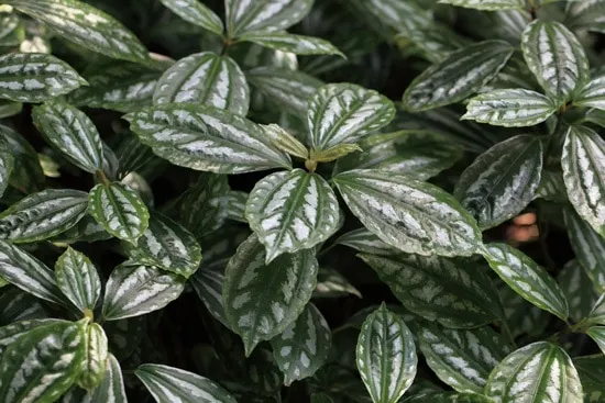Manageable and Colorful Houseplants Aluminum Plant Manageable and Colorful Houseplants Aluminum Plant