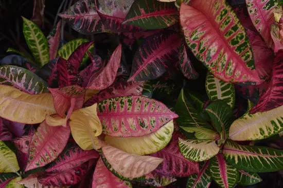 Manageable and Colorful Houseplants Croton Codiaeumvariegatum Manageable and Colorful Houseplants Croton Codiaeumvariegatum
