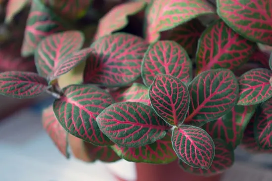 Manageable and Colorful Houseplants Fittonia Manageable and Colorful Houseplants Fittonia