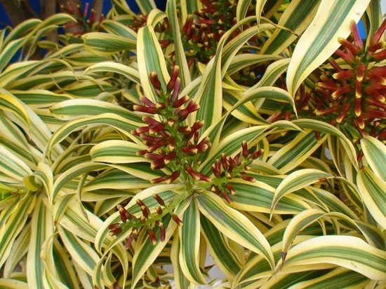 Madagascar Dracaena - Colorful Houseplants