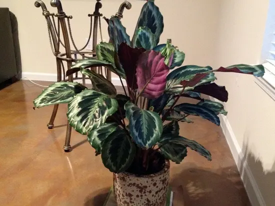 Manageable and Colorful Houseplants Prayer Plant Marantaleuconeura